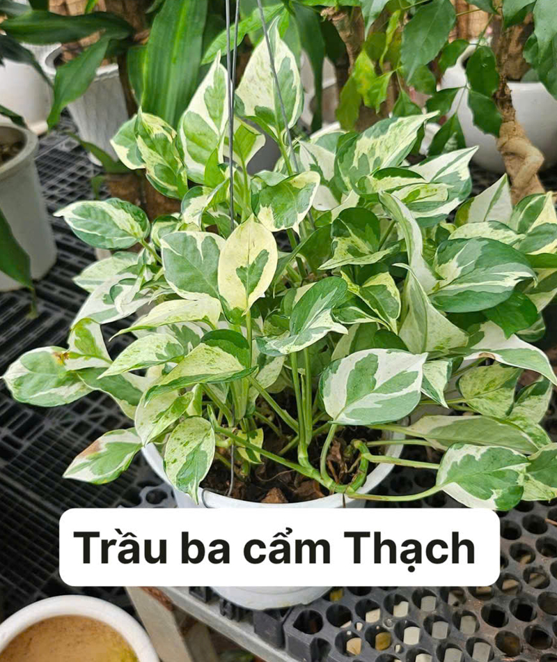 Cây cảnh 39