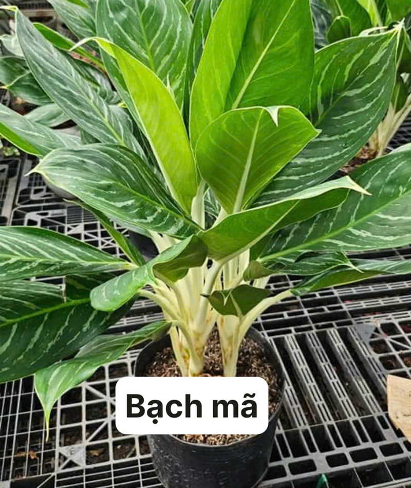 Cây cảnh 40