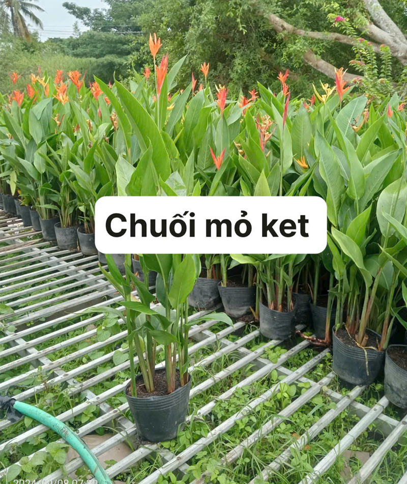 Cây cảnh 62