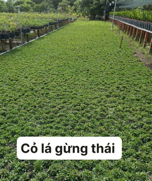 Cây cảnh 31